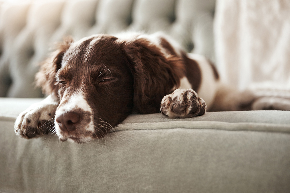 what to give dog pain relief