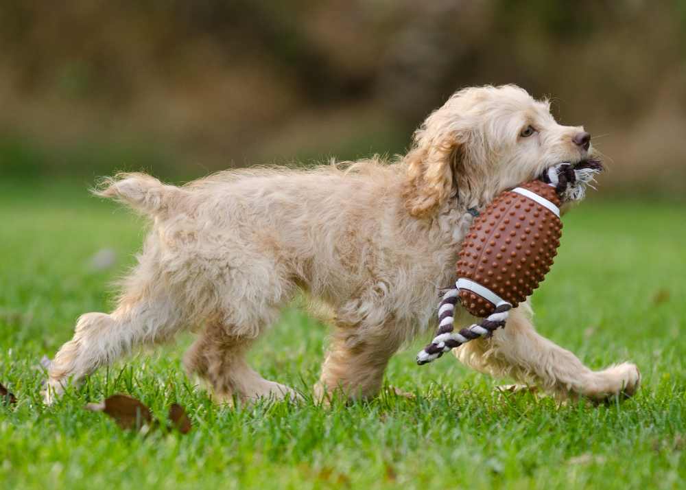 a tan dog carries a toy football