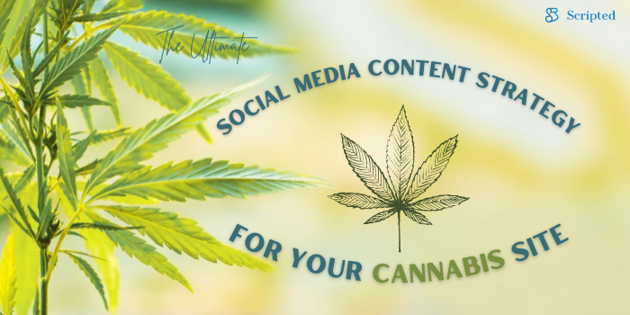 The Ultimate Social Media Content Strategy for Your Cannabis Site