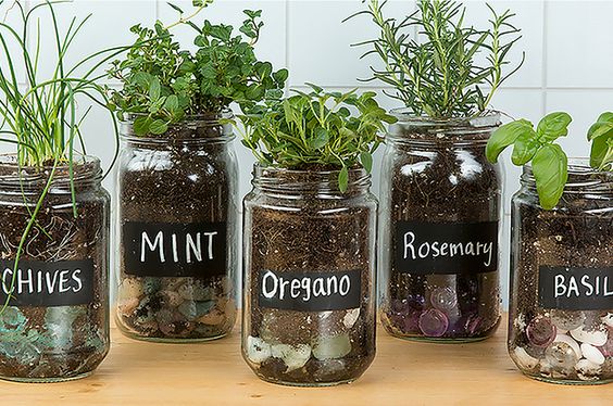 How to Grow Your Own Countertop Herb Garden