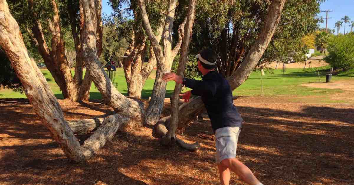 Man putts at a disc golf basket between trees with multiple, snaking trunks