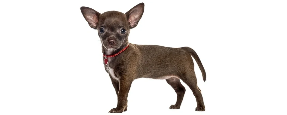 Young Deer Head Chihuahua puppy in full body standing pose showing large ears long legs and lean build
