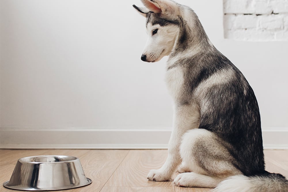 Feeding a cheap fussy dog