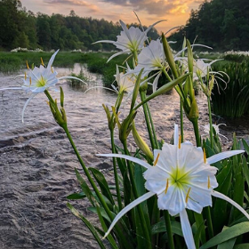 The beautiful white flower of the Cahaba Lily in the rushing rapids of the Cahaba River