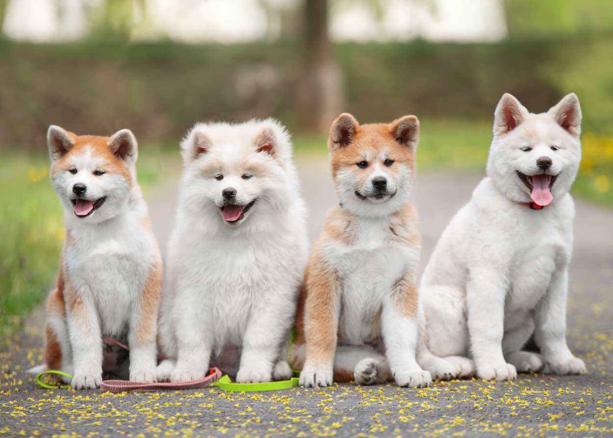 4 AKita puppies