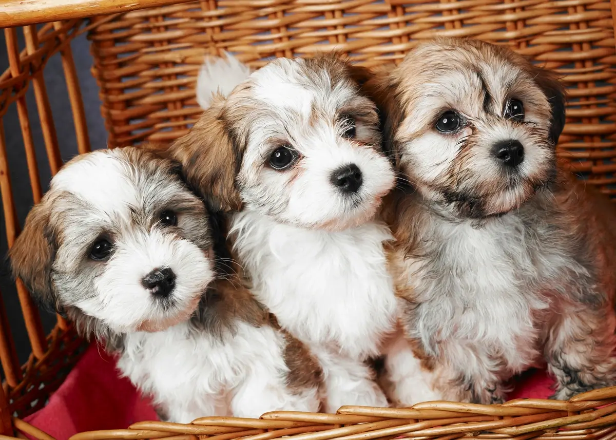 3havanesepuppies (1).webp
