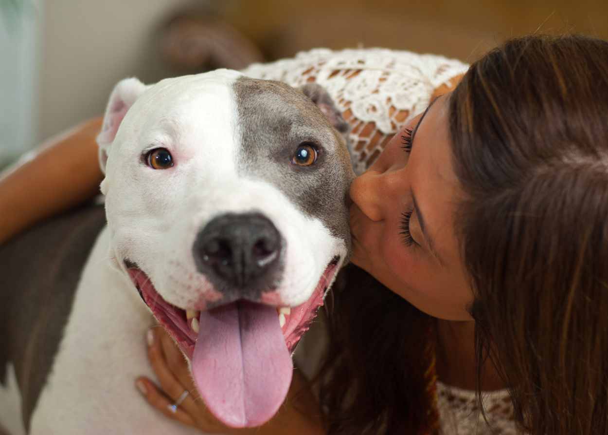 a woman hugs a white and gray pit bull