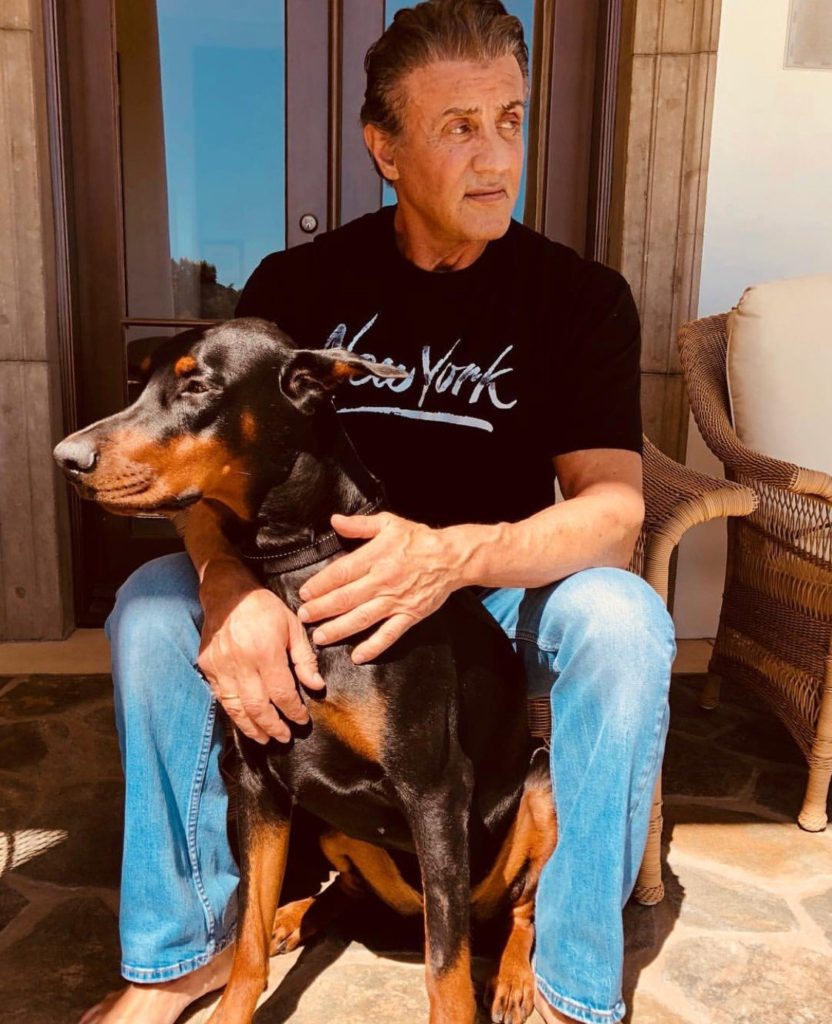 famous-doberman-stallone.jpeg