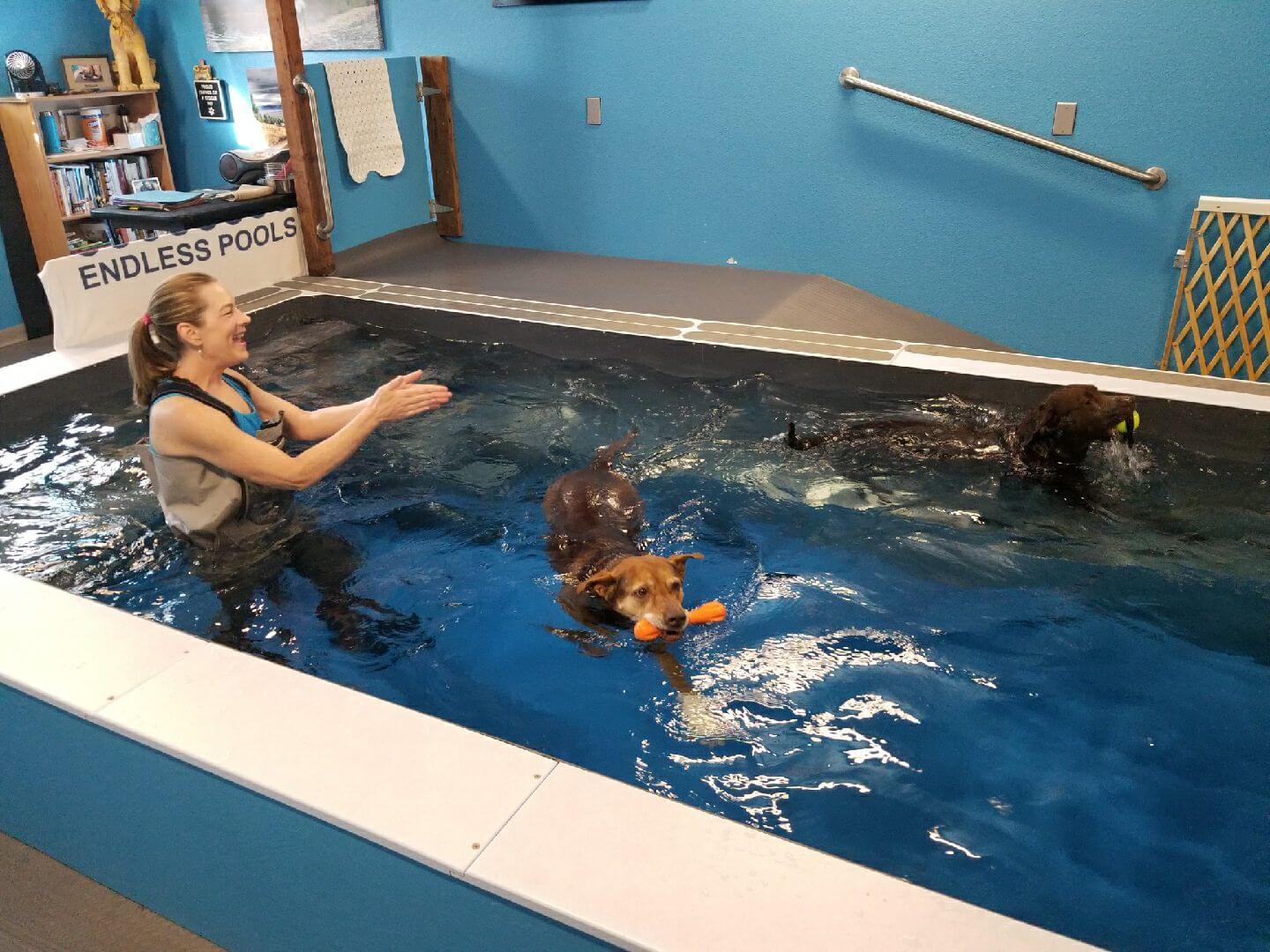 Dog Hydrotherapy | Canine Hydrotherapy | K9 Therapy