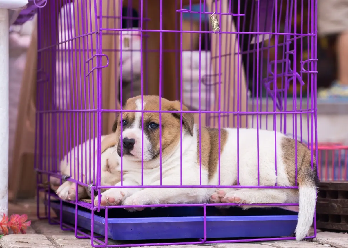 A white and brown puppy rests in a purple dog crate