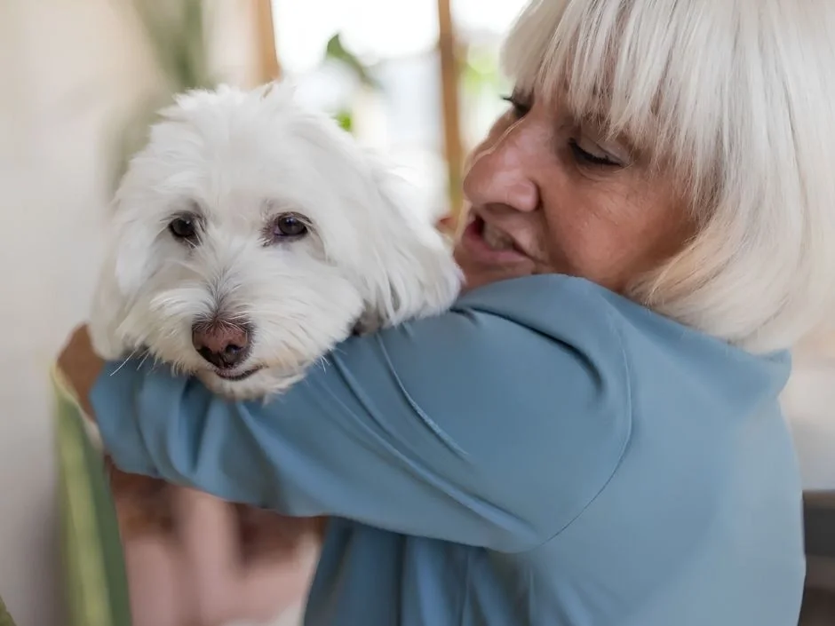 Senior woman with silver hair holding a white Coton de Tulear close to her cheek indoors