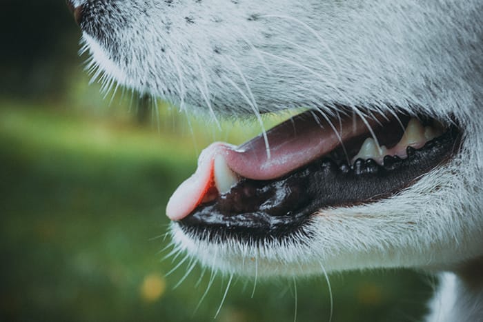 dog_mouth_microbes.jpg