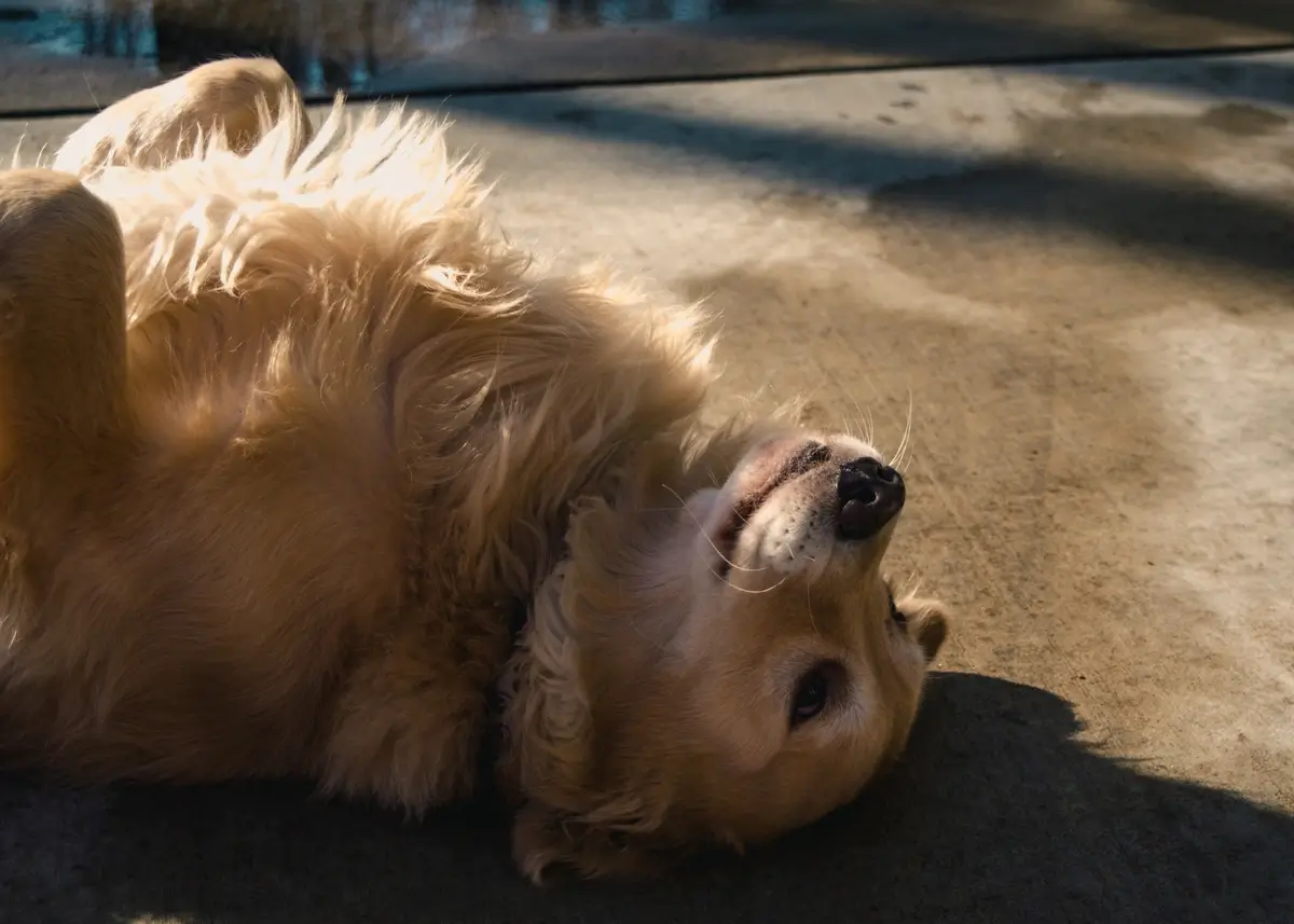 tricks.playdead (1).webp