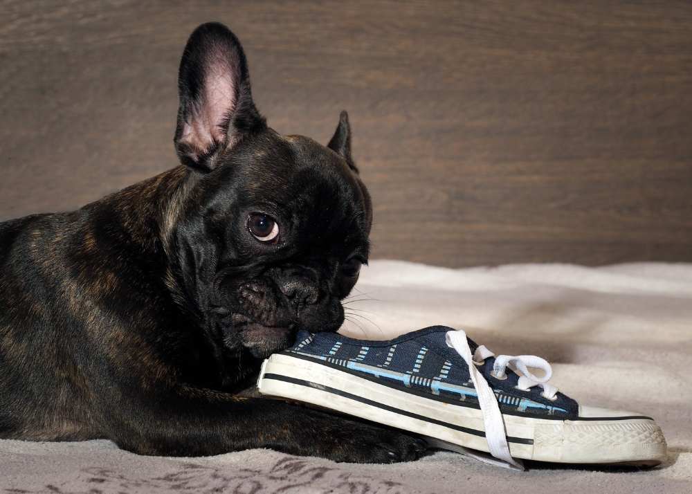Black French bulldog puppy with a shoe in its mouth