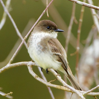 Alabama Birds Eastern Phoebe