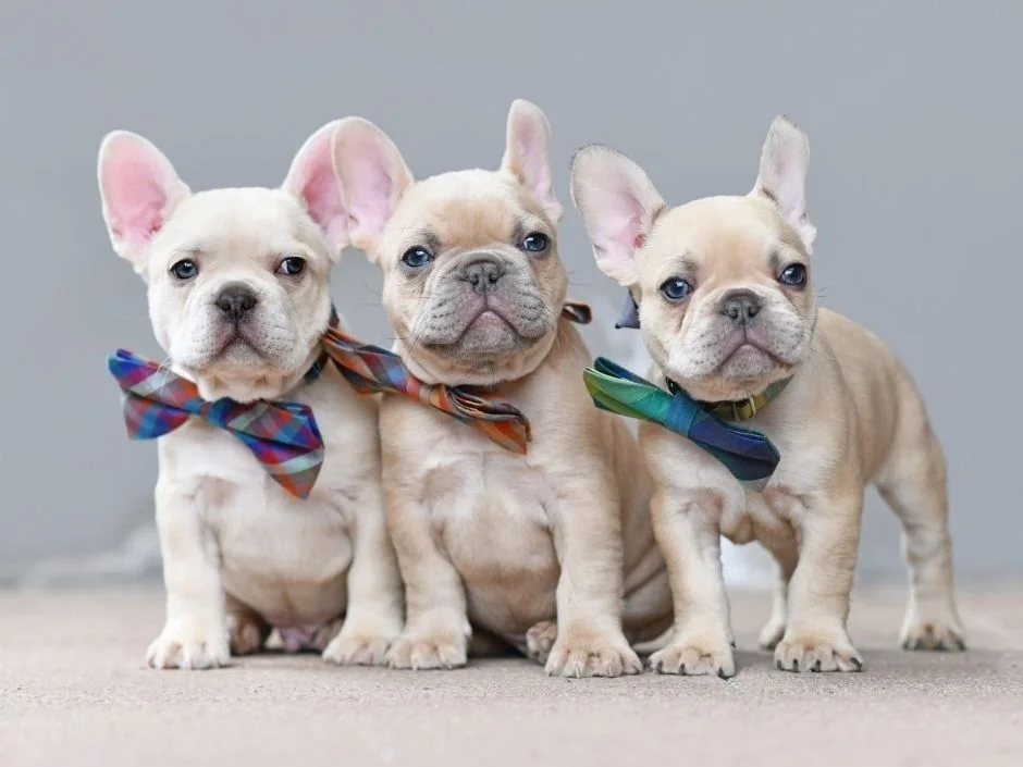 Three cream French Bulldog puppies wearing colorful bow ties sitting together against gray background