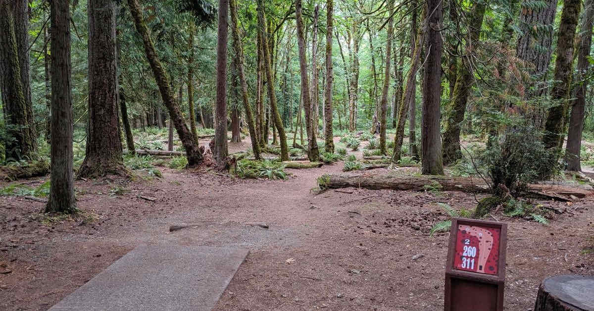A concrete disc golf tee pad leads to a tight fairway through evergreen woods