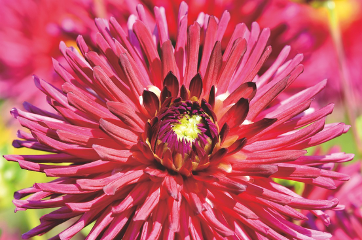 Pink Dahlia