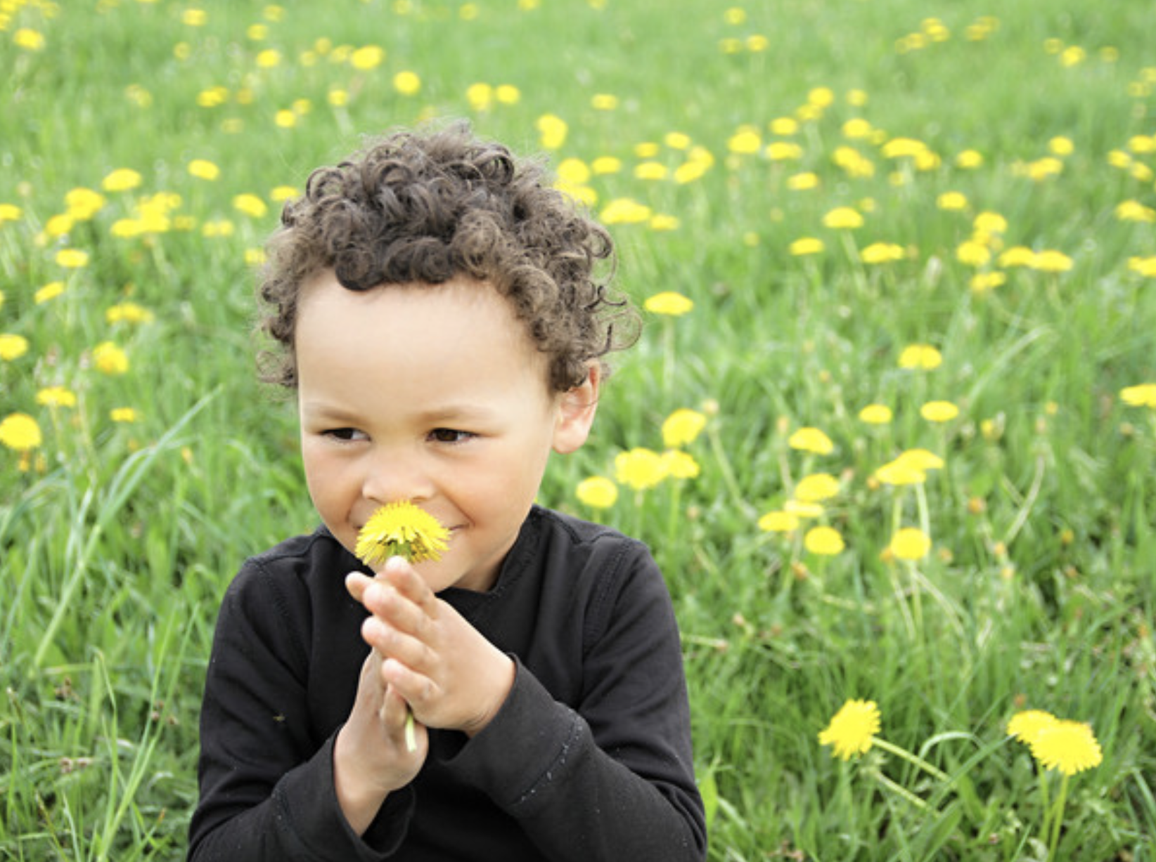 Why Dandelions Dazzle Us So