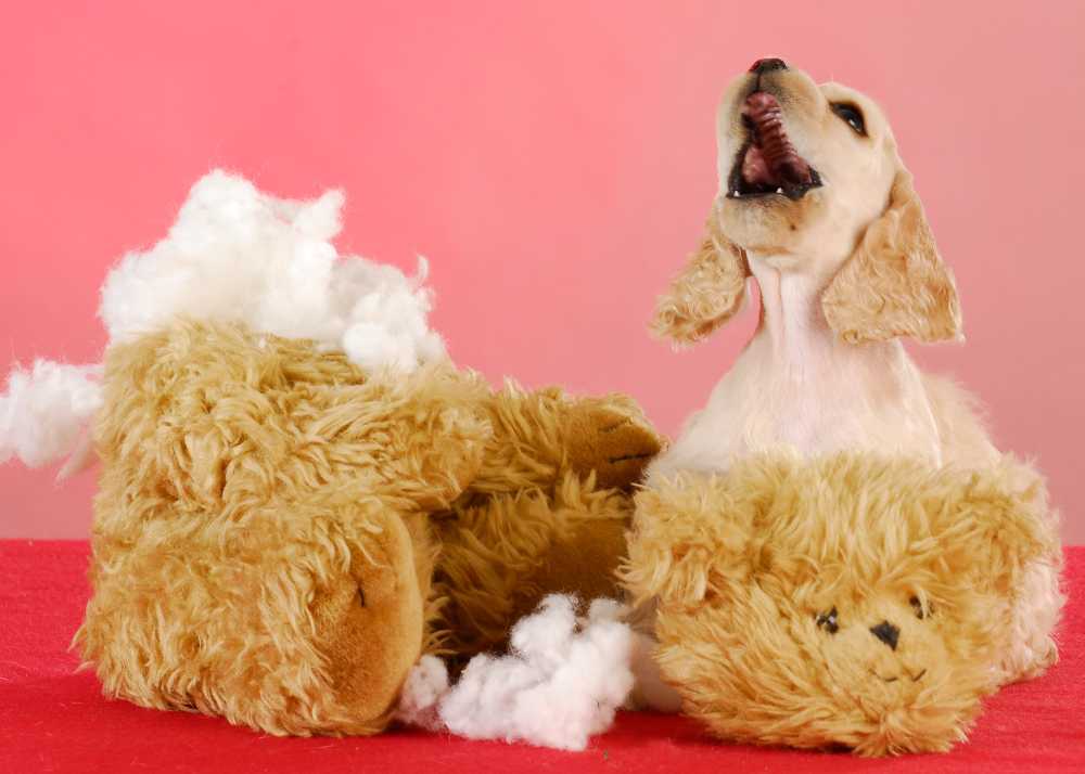 A cocker spaniel puppy in front of a destroyed stuffie toy