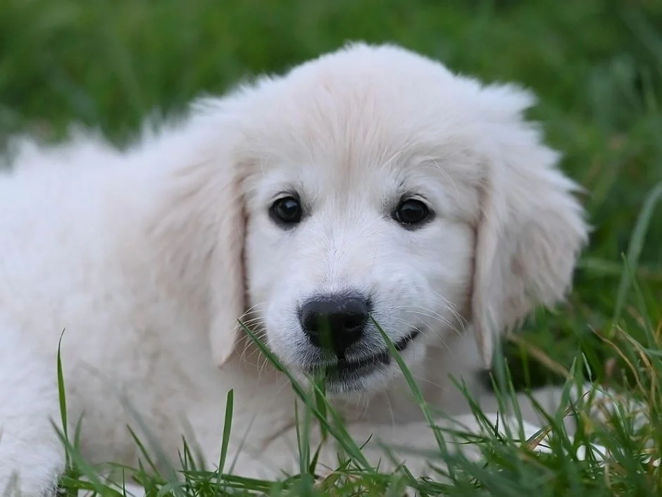 cream Golden Retriever puppy resting in green grass with a blade of grass near its mouth