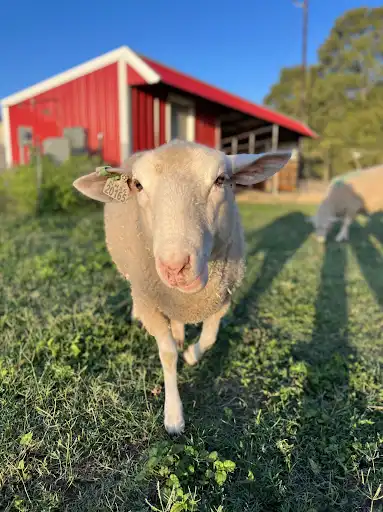 Feta out on her morning walk.