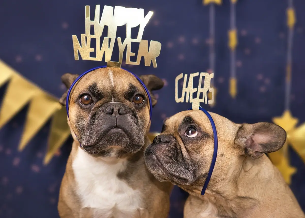 2 Boxer dogs with festive new year's eve headbands