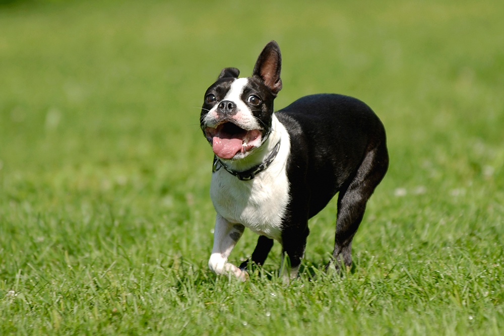 Boston terrier store king charles mix