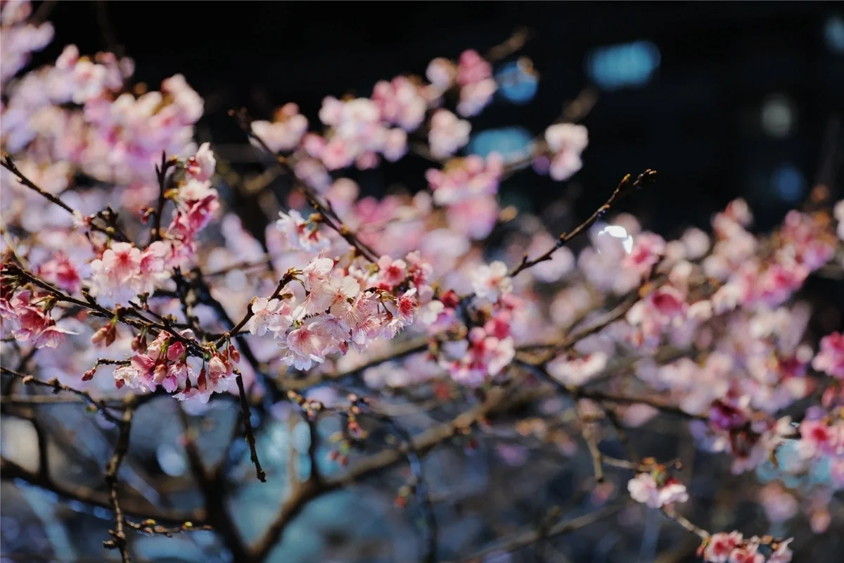 內湖櫻花 台灣櫻花