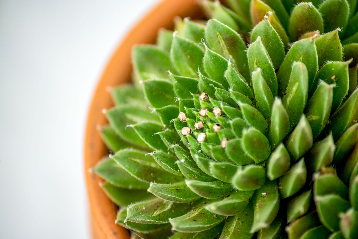 Image of beads on a succulent before healing brush