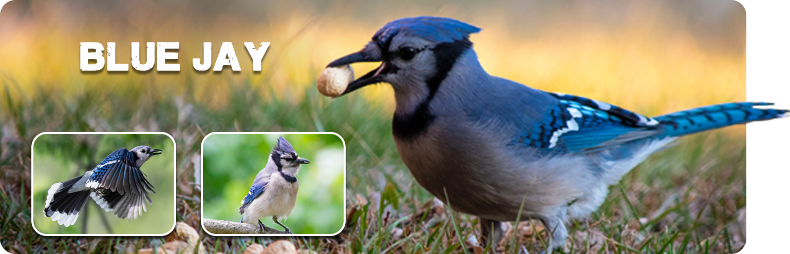 Male & Female Blue Jays