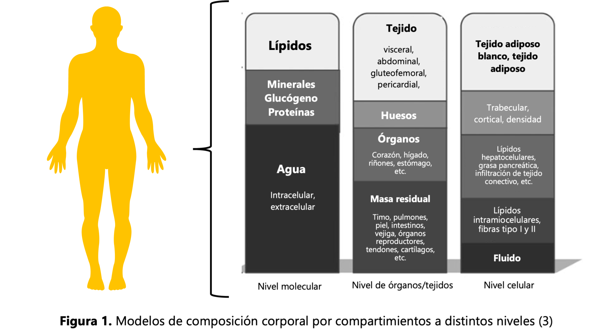 Diferencia entre perder peso, perder líquidos y perder grasa