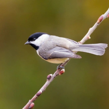 Alabama Birds Carolina Chickadee