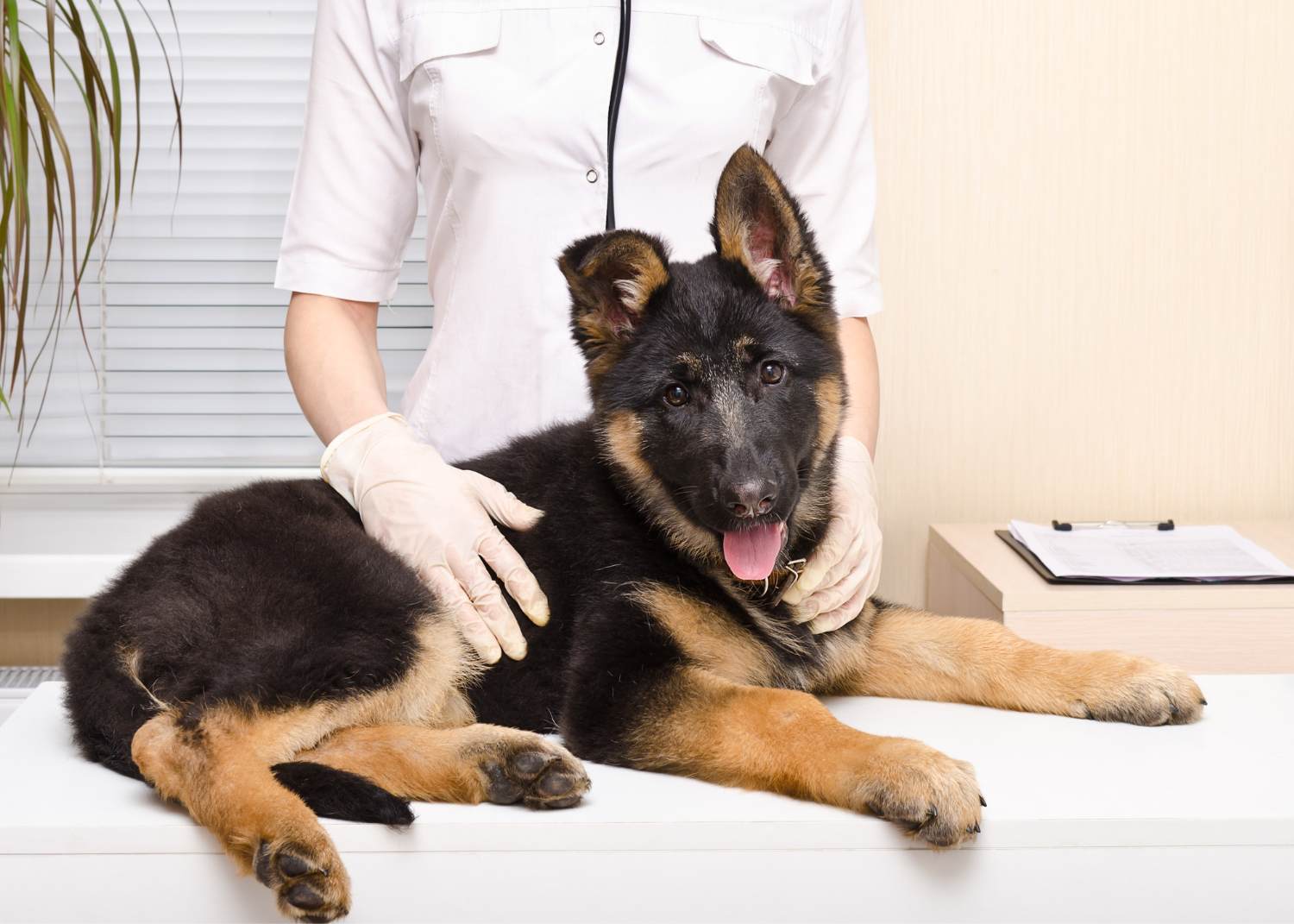 German Shepherd puppy at the veterinarian