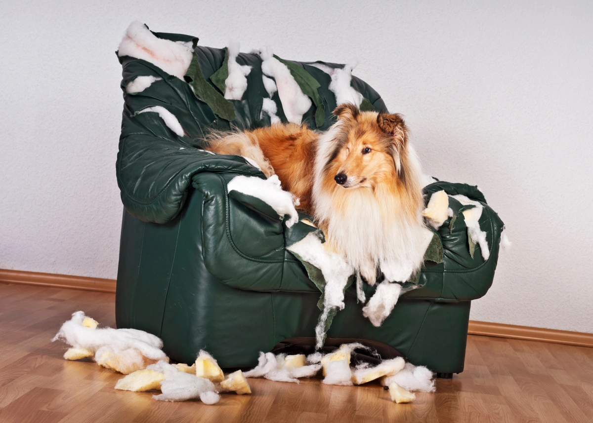 A Collie sits on a torn up green chair