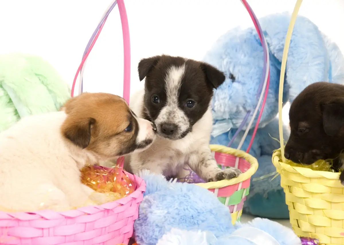 3 puppies are sitting in pastel Easter baskets