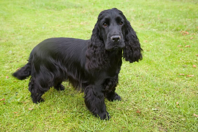 best spaniel breed for family