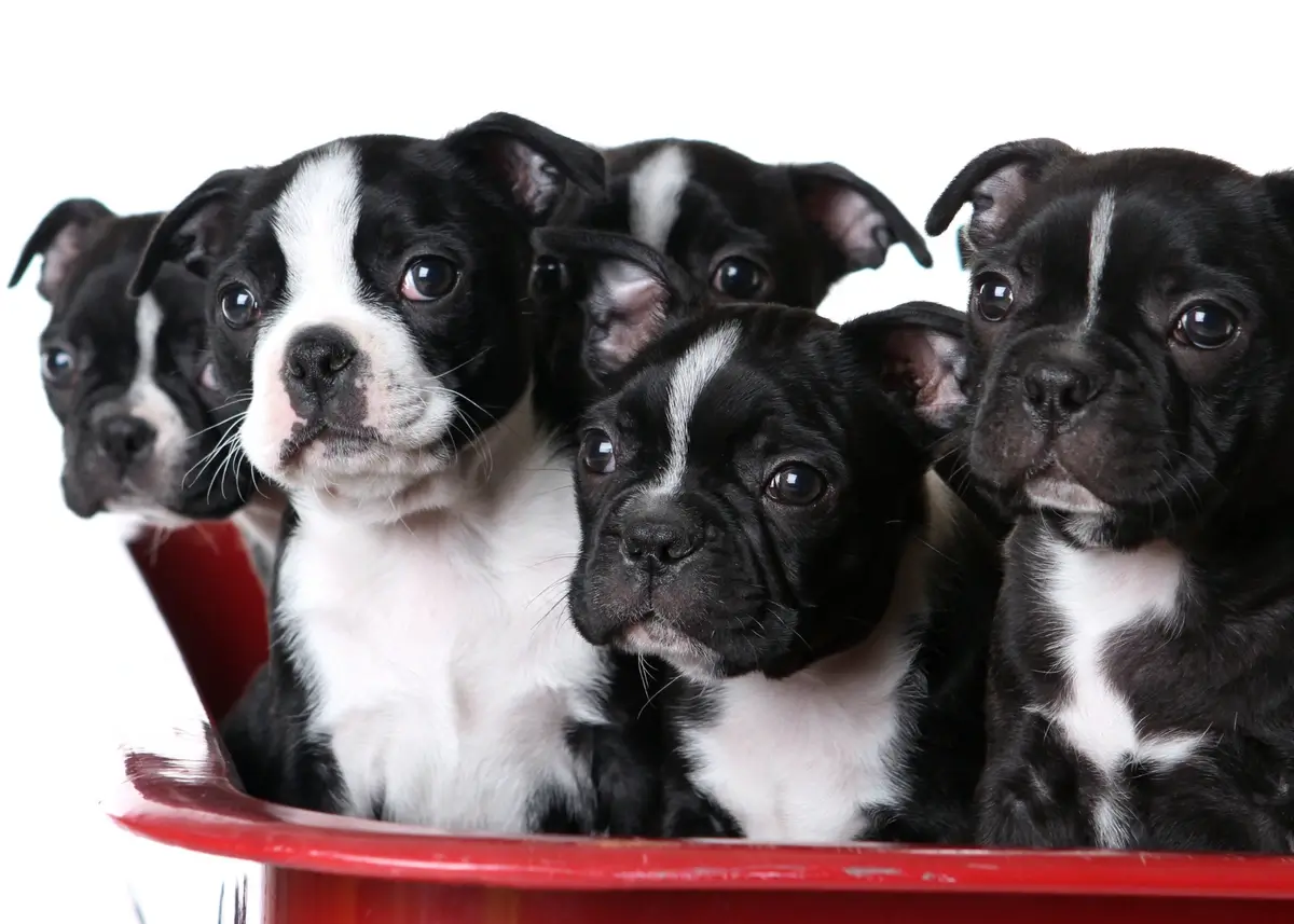 5 Boston Terrier puppies sit in a red container