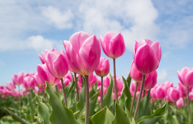 Bright Pink Tulip