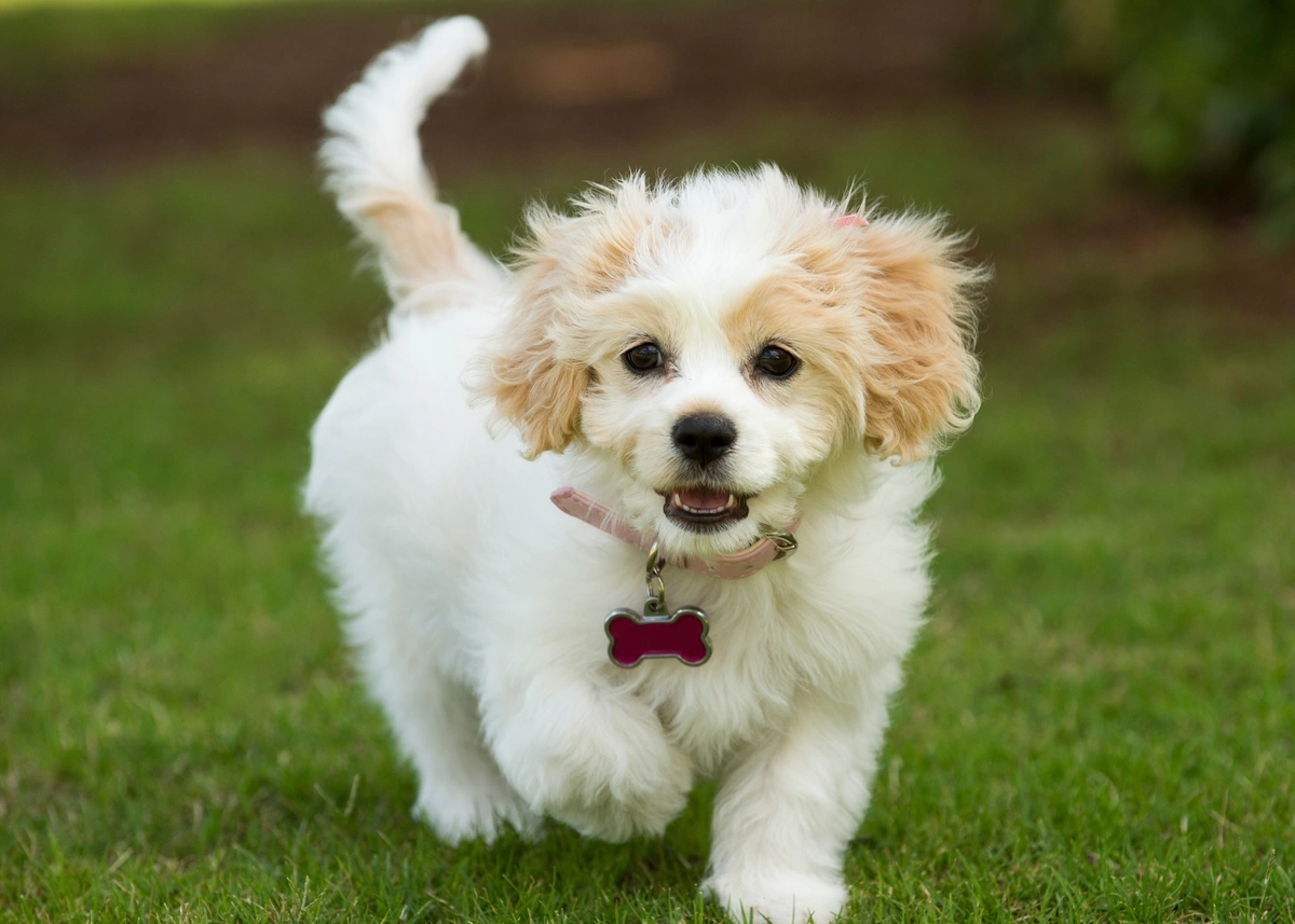 a mixed breed small puppy runs toward the camera on grass