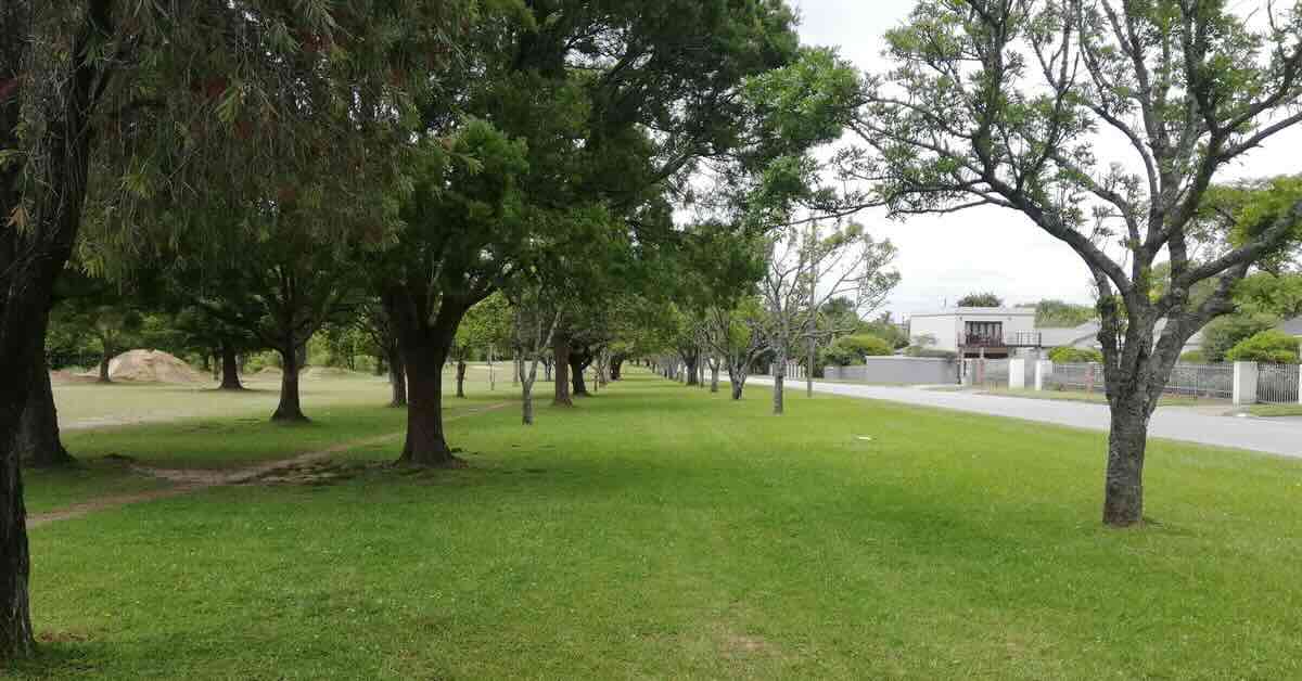 A mowed area with many mature trees in lines