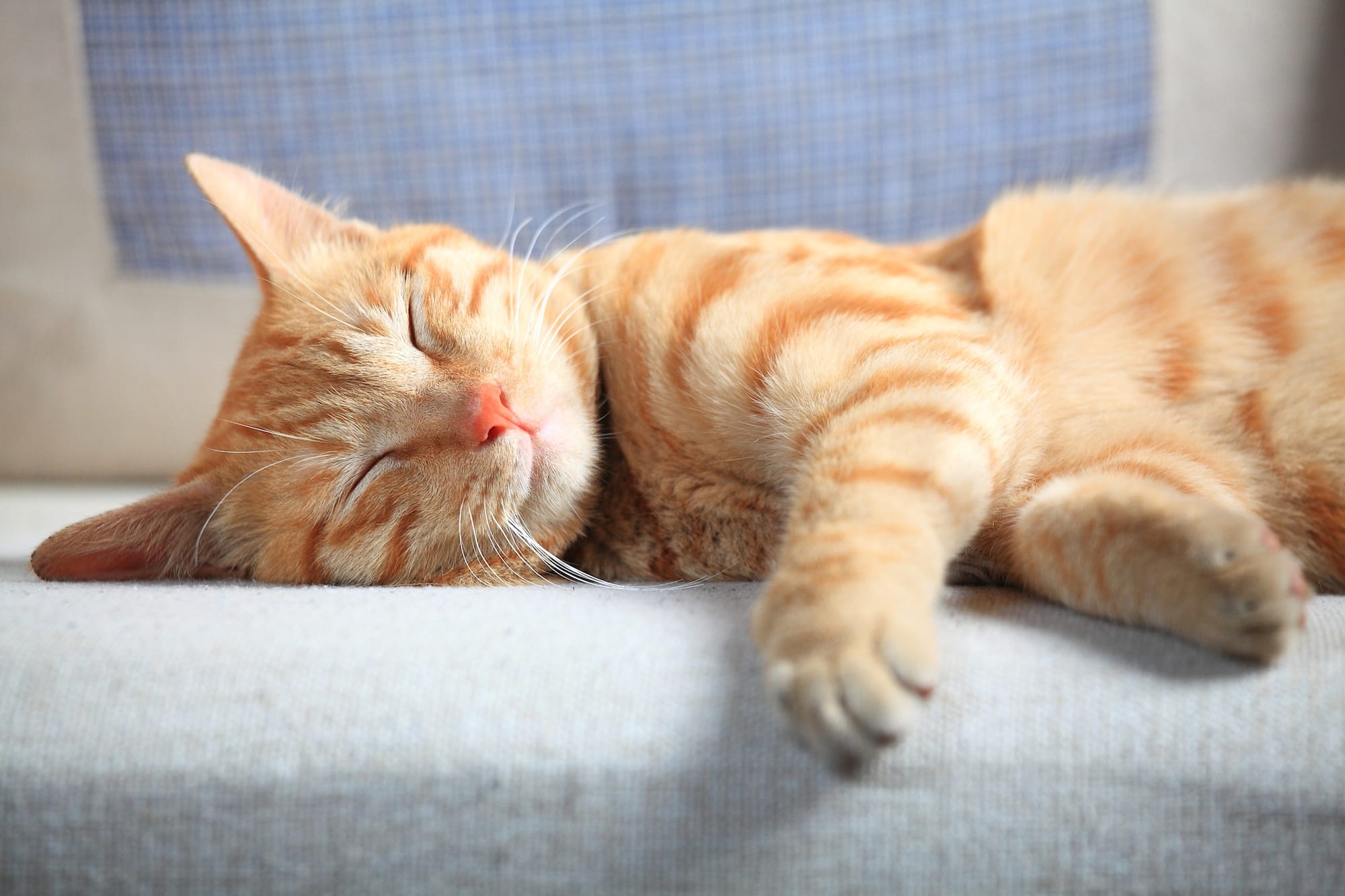 What Is L Lysine And How Can It Help Your Cat Nom Nom