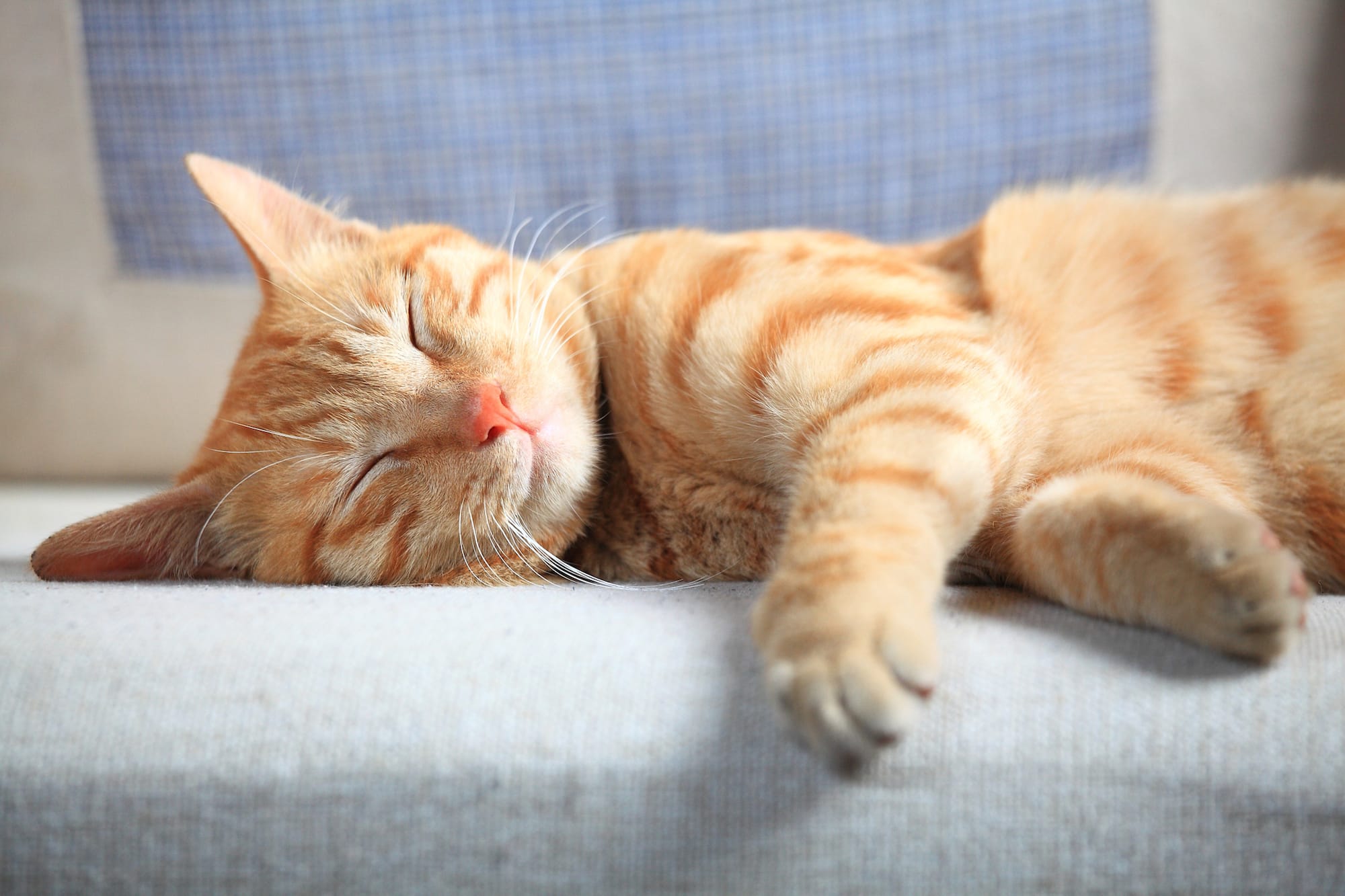 Cat sleeping