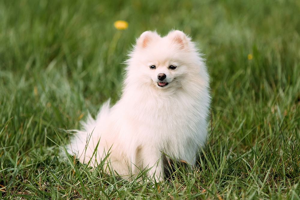 where do pomeranians like to be petted