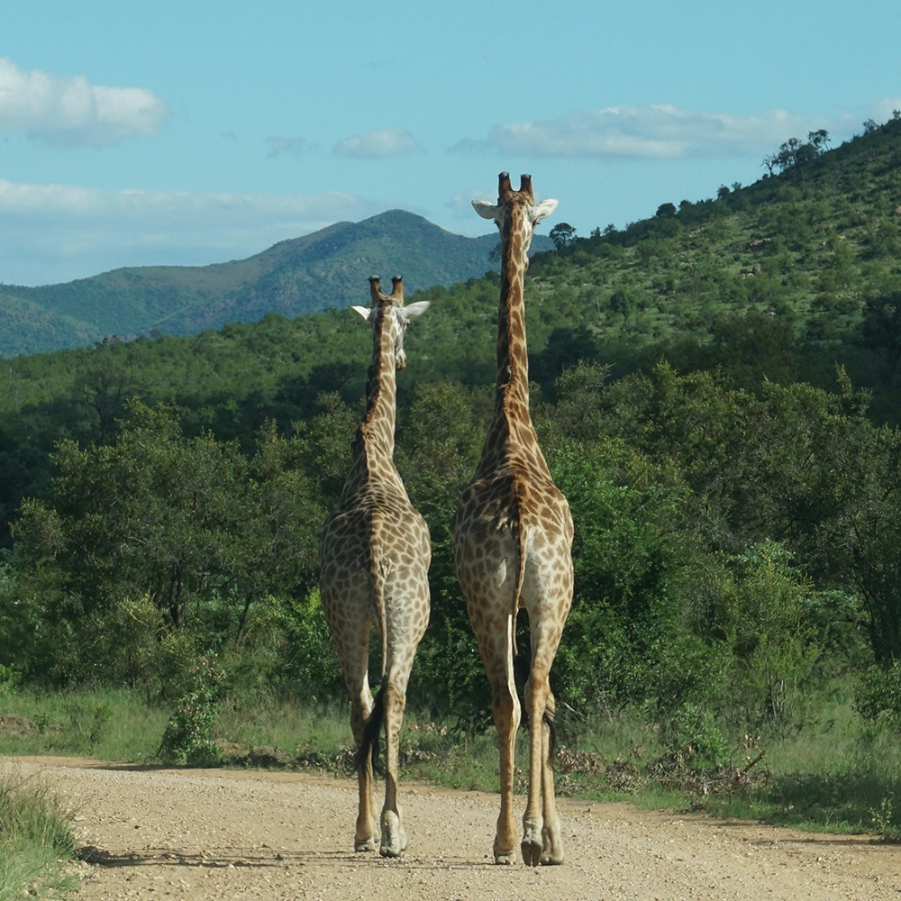 Kruger National Park, South Africa.webp
