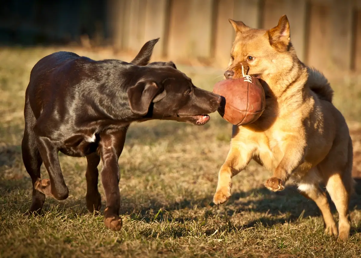 Two dogs play with a football