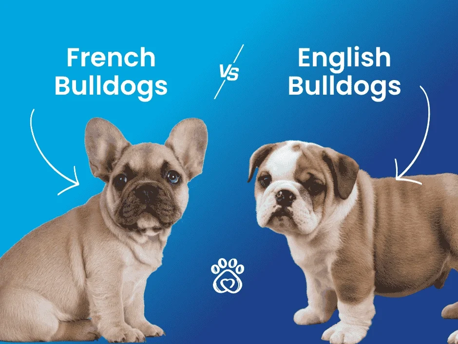 Pawrade branded hero showing French Bulldog puppy and English Bulldog puppy side by side on blue background