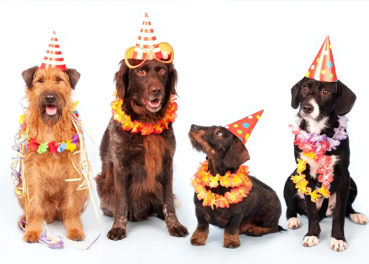 4 dogs sit wearing party hats and outfits