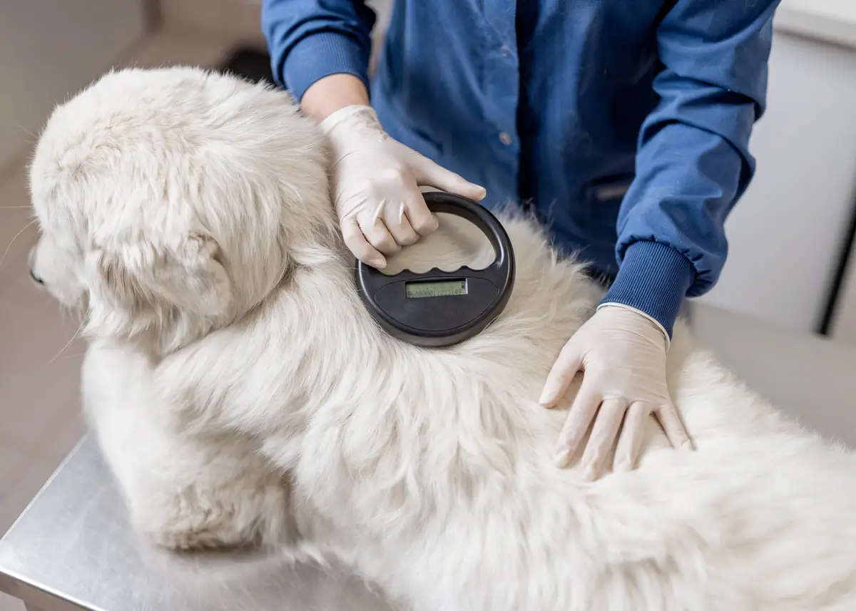 a fluffy white dog is scanned with a microchip scanner