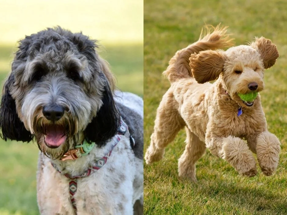 Side by side comparison of a calm gray Bernedoodle and an energetic Goldendoodle running with a tennis ball